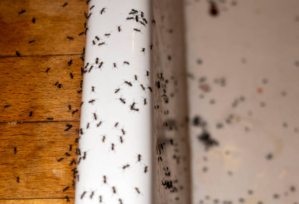 Best Rat Extermination Near Me  in Douglasville, GA