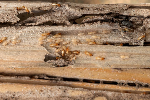 Best Cockroach Control Services  in Douglasville, GA